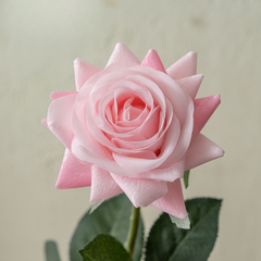 Moisturizing Rose Corner - 1 piece