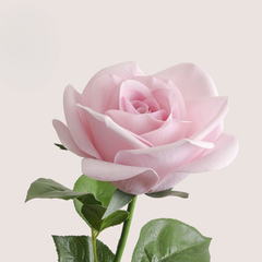 Moisturizing Corolla Rose - 1 piece