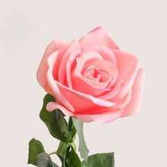 Moisturizing Corolla Rose - 1 piece