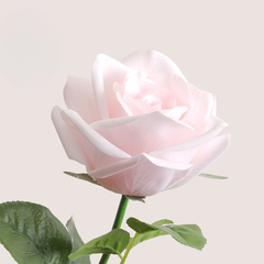 Moisturizing Corolla Rose - 1 piece