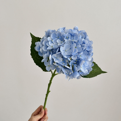 Moisturizing Hydrangea