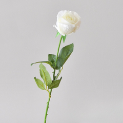 Single stem moisturizing Diana curling rose