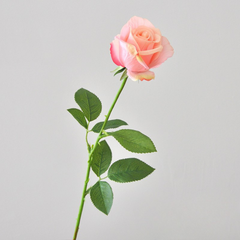 Single stem moisturizing Diana curling rose