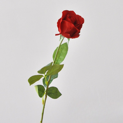 Single stem moisturizing Diana curling rose