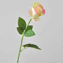 Single stem moisturizing Diana curling rose