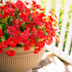 Real Touch Morning Glory Artificial Plant