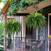 Outdoor Fake Boston Fern Plant