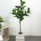 Real Touch Rubber Tree Artificial Plant