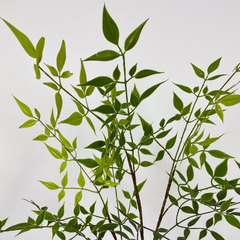 Artificial Nandina plant