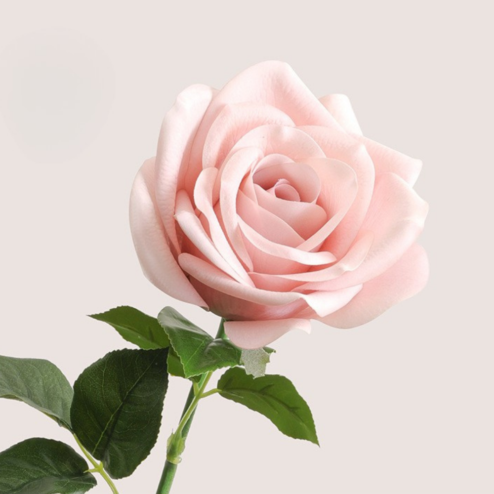 Moisturizing Corolla Rose - 1 piece