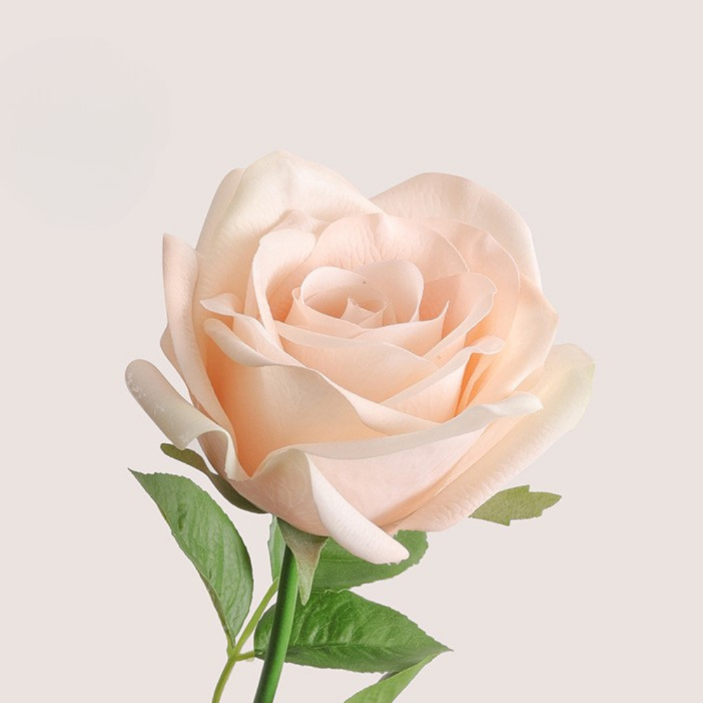 Moisturizing Corolla Rose - 1 piece