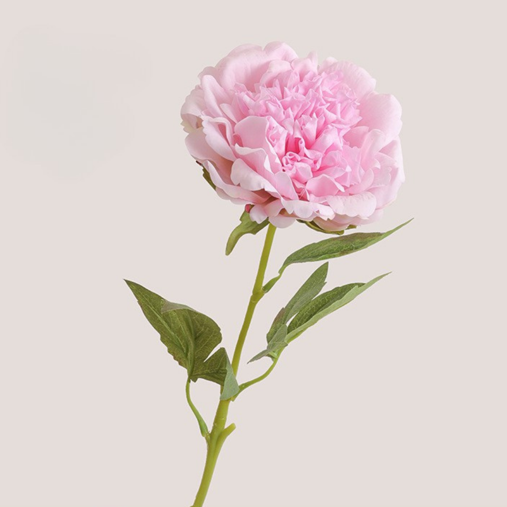 Moisturizing Peony