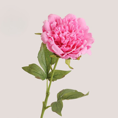 Moisturizing Peony