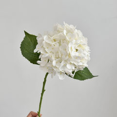 Moisturizing Hydrangea
