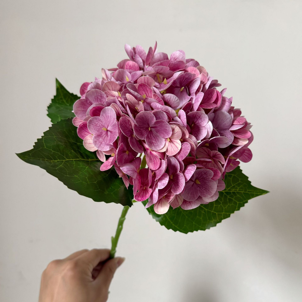 Moisturizing Hydrangea