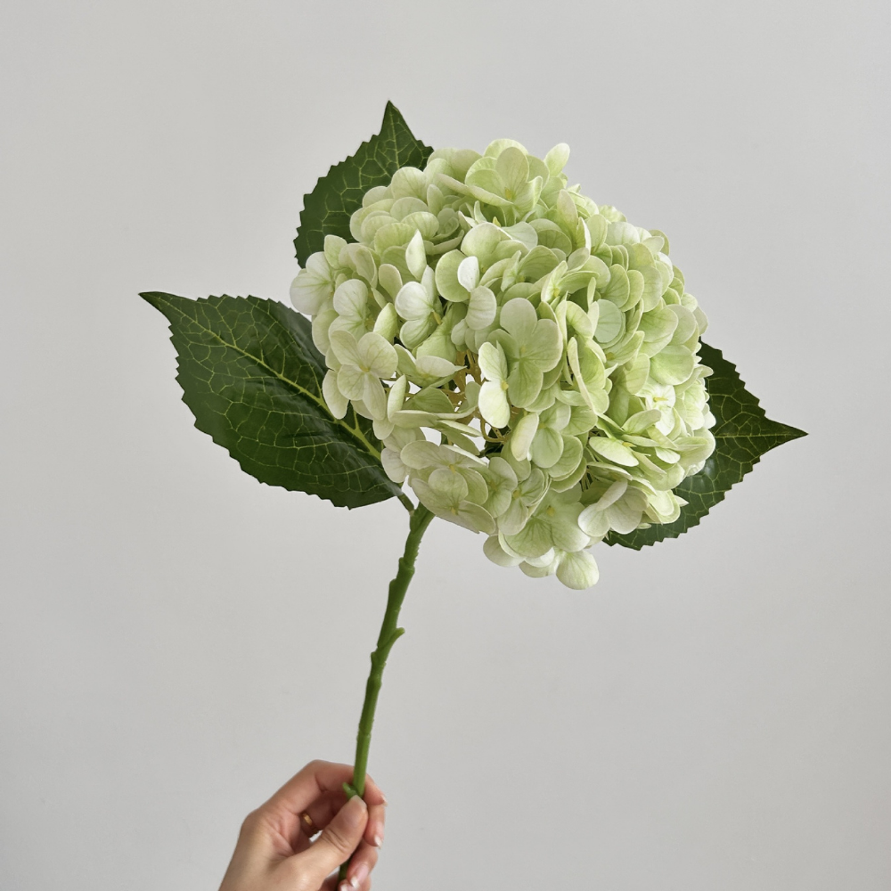 Moisturizing Hydrangea