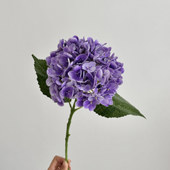 Moisturizing Hydrangea