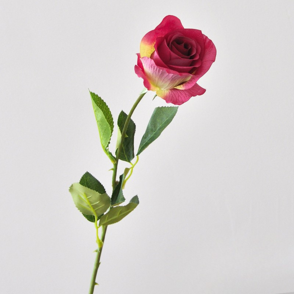 Single stem moisturizing Diana curling rose