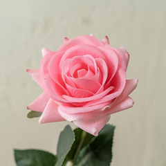 Moisturizing Rose Corner - 1 piece